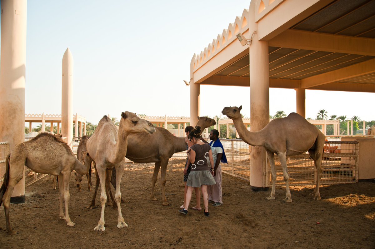 Верблюжья ферма (Royal Camel Farm)