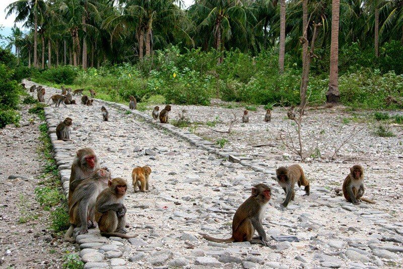 Остров обезьян (г. Нячанг)